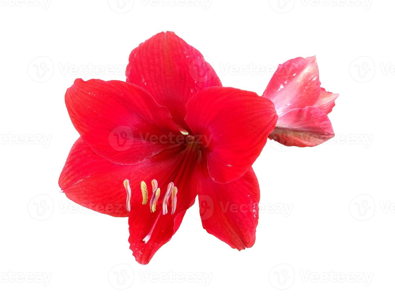 Amarilis flor roja aislado sobre fondo blanco. foto