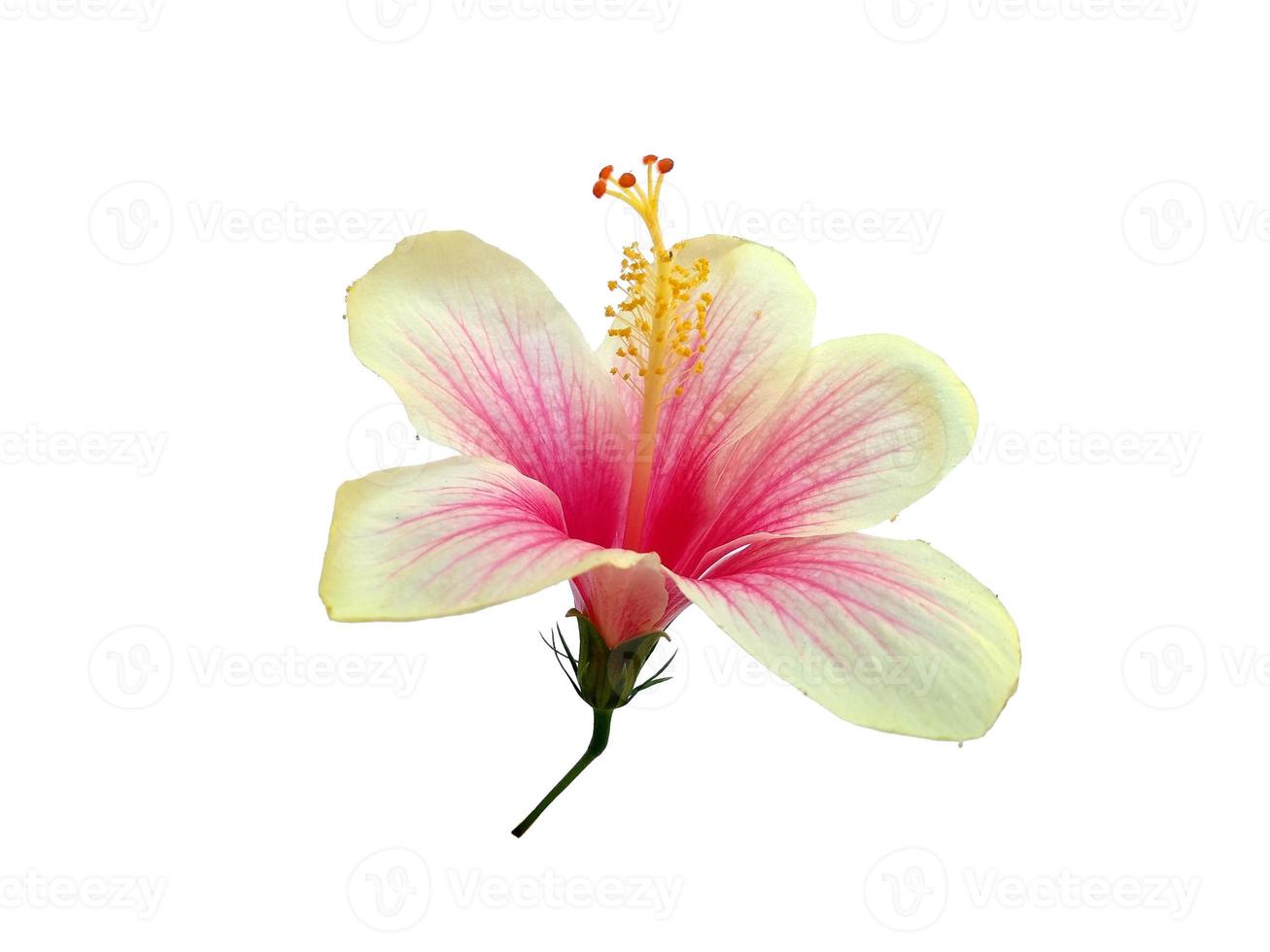 Hibiscus Cultivation flower isolated on white background photo