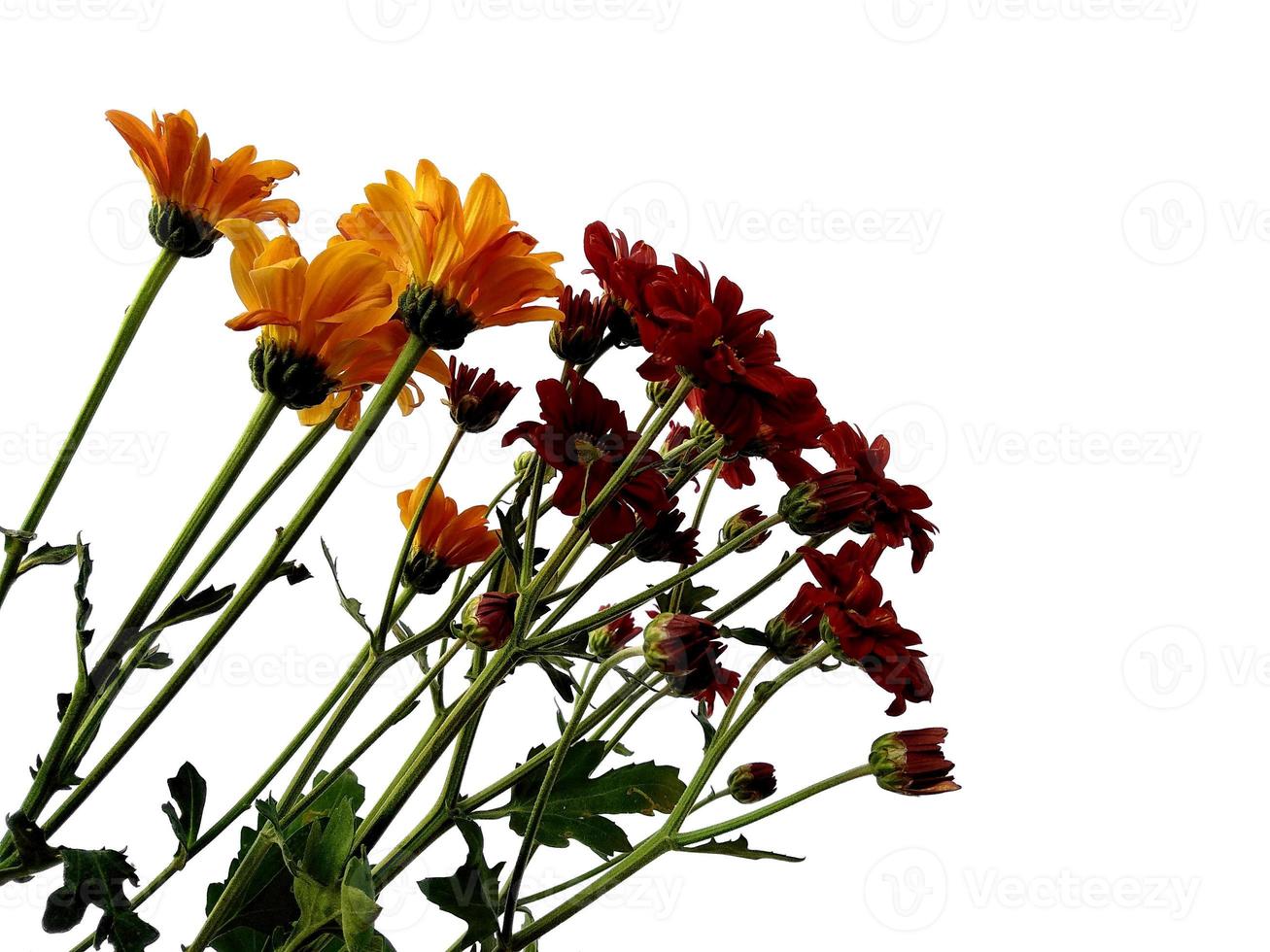 Seruni or Chrysanthemum flower isolated on white background photo