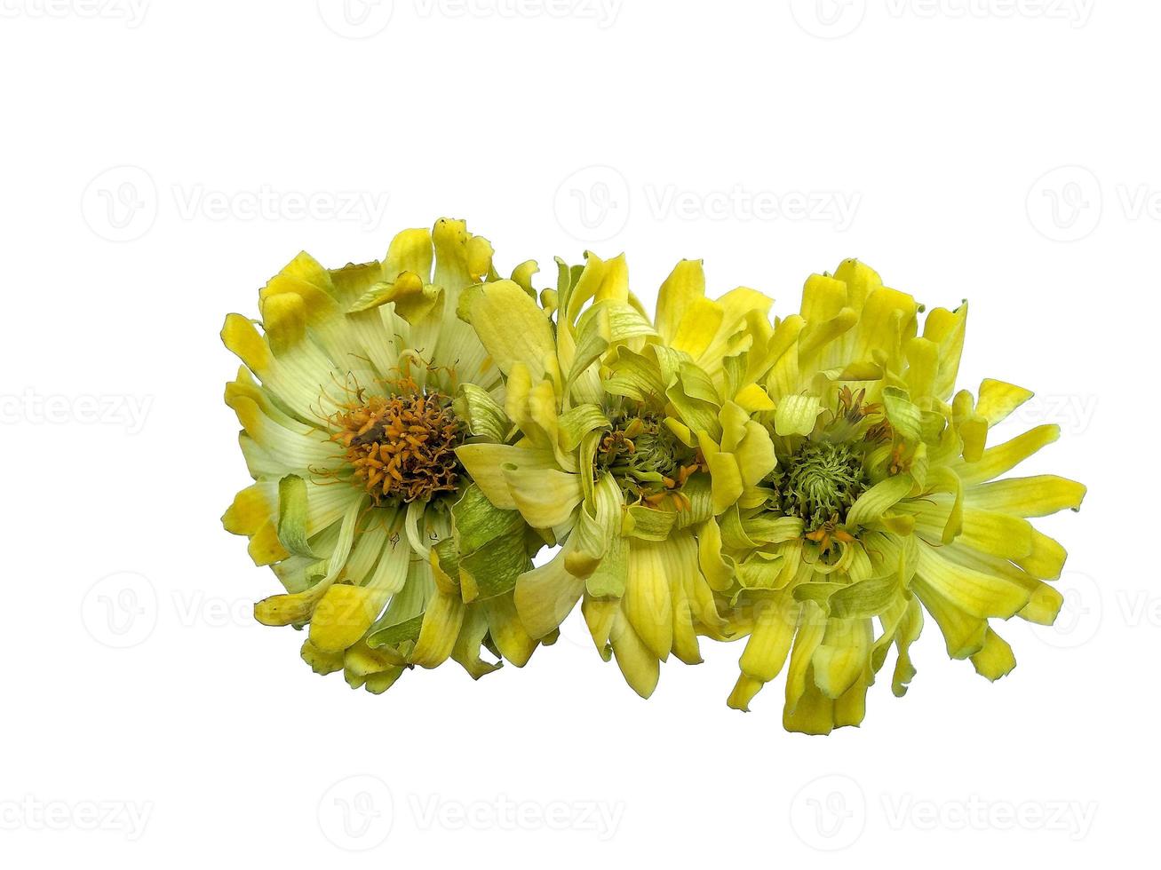 Zinnia flower isolated on white background 6719910 Stock Photo at Vecteezy