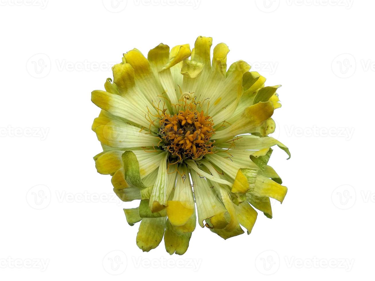 Zinnia flower isolated on white background 6719918 Stock Photo at Vecteezy