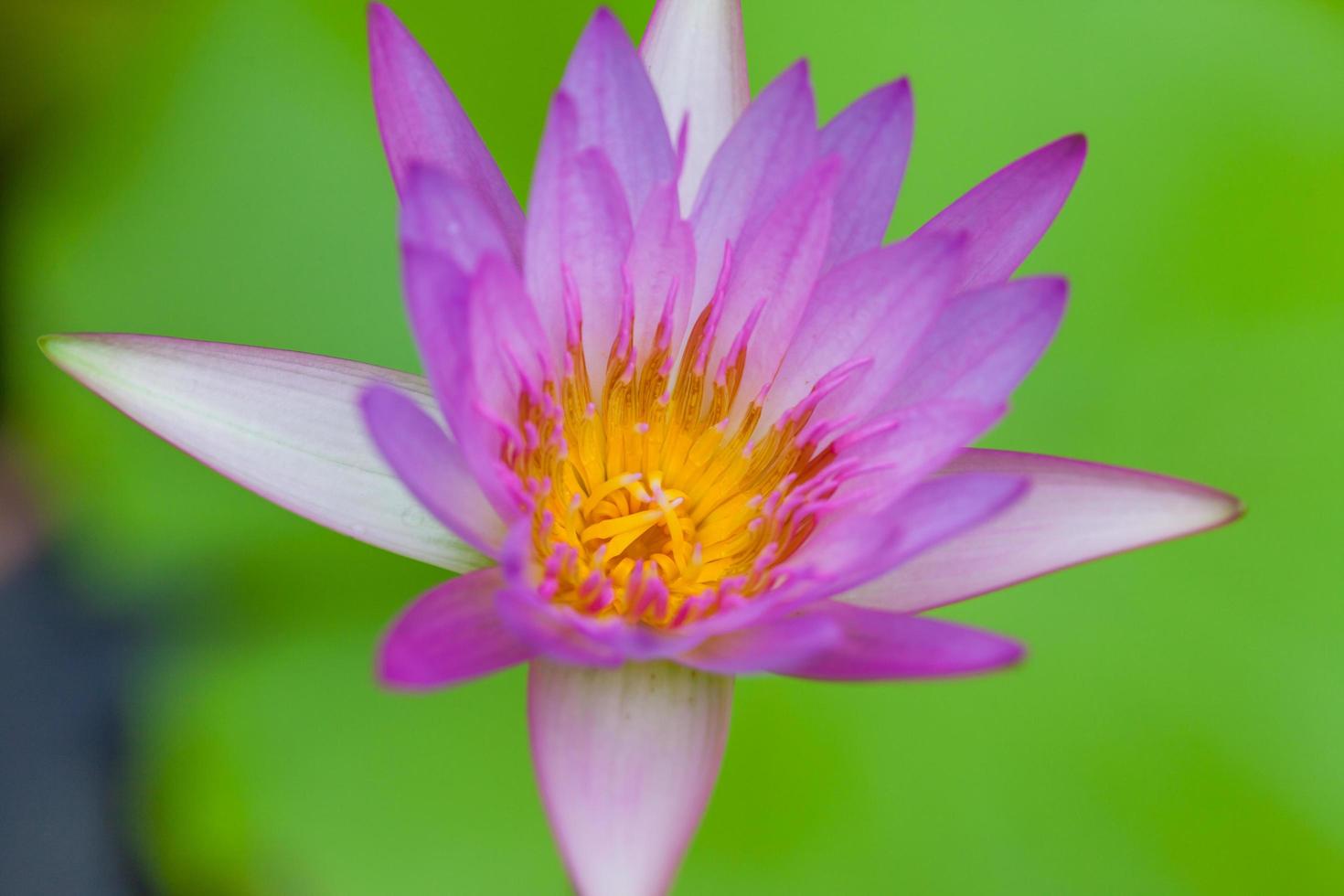 Purple Lotus Flower, Thailand photo