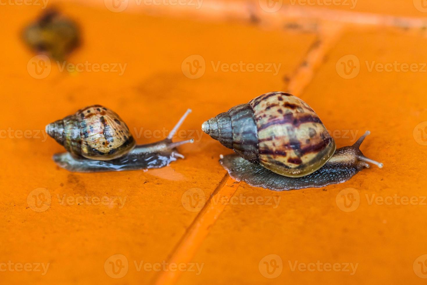 Snail crawling on the floor photo