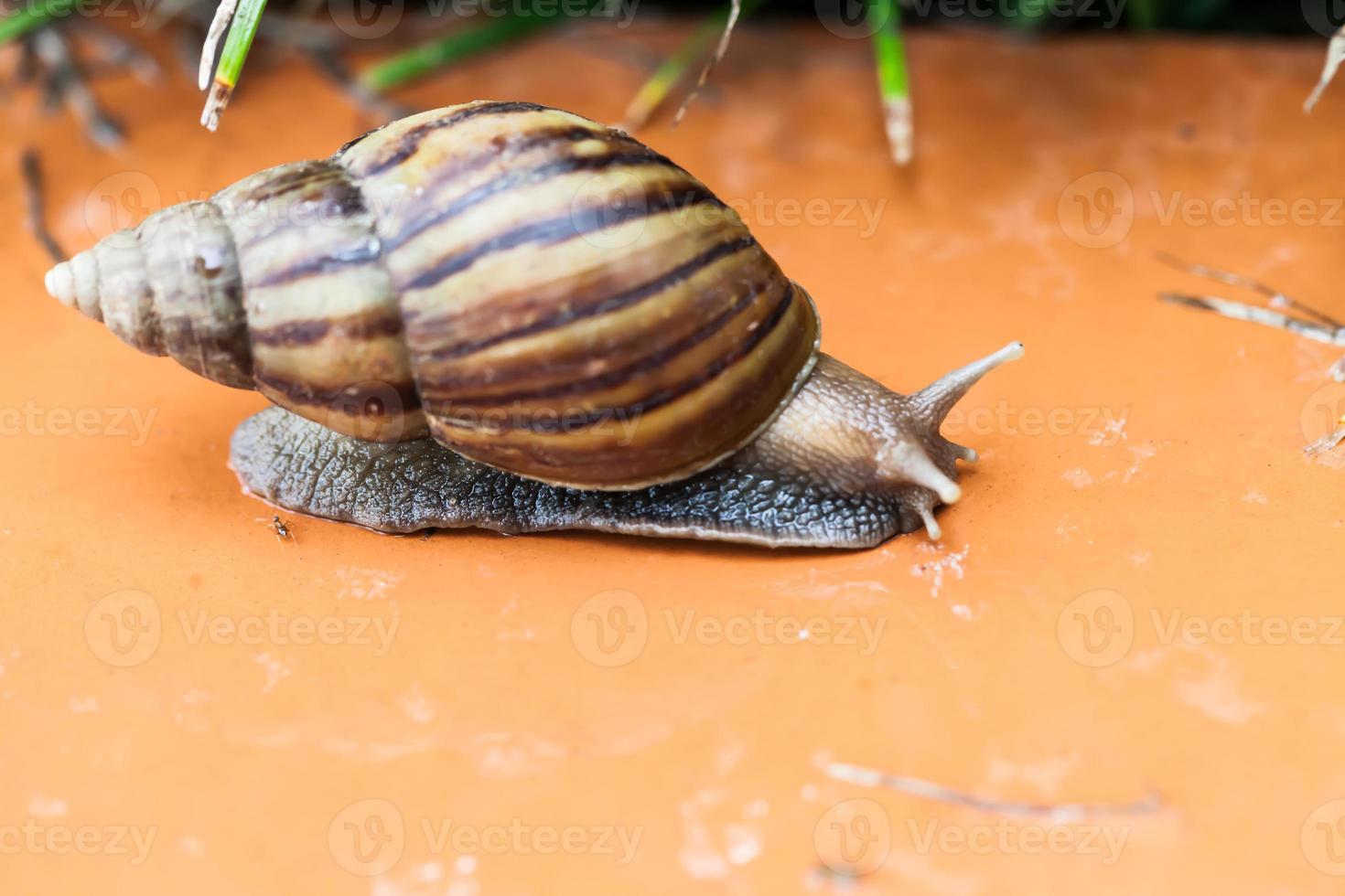 Snail crawling on the floor photo