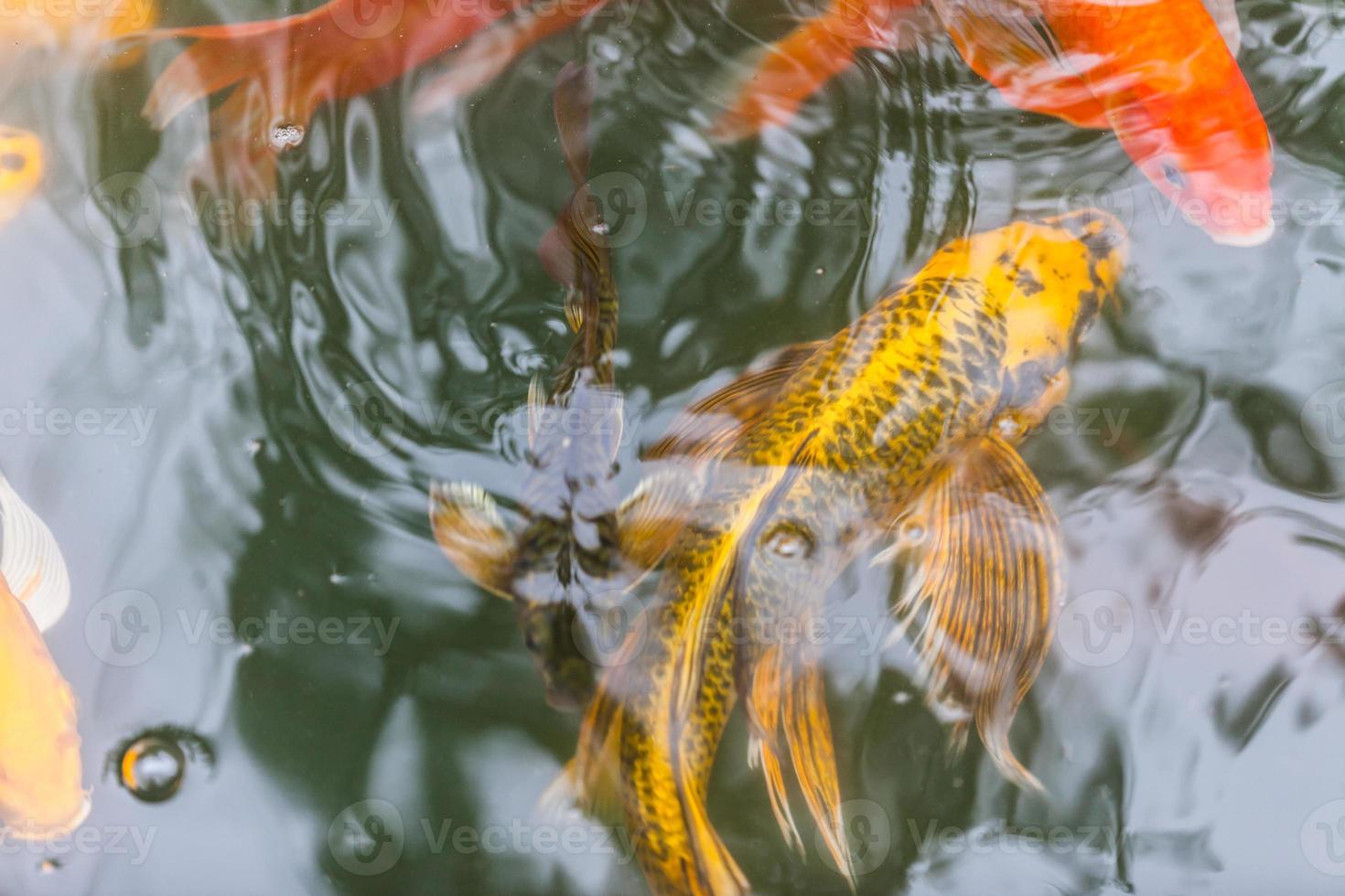 Japanese koi fish  swimming in the pond photo