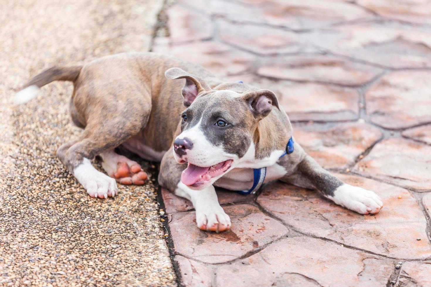 lindo perro pitbull tendido foto