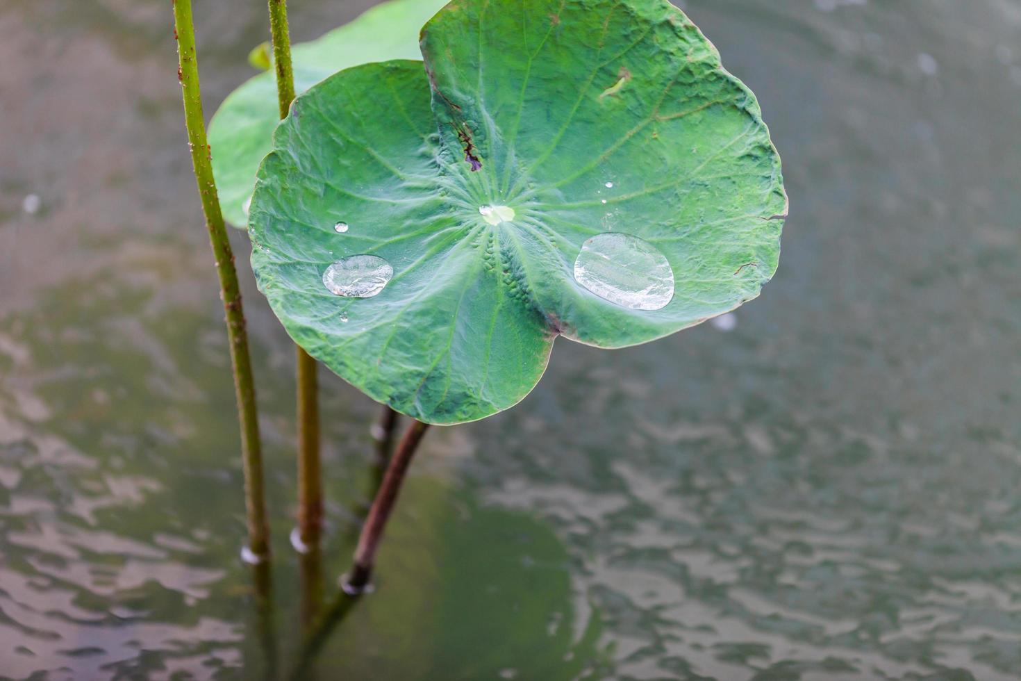 Green Lotus leaf with water drop photo