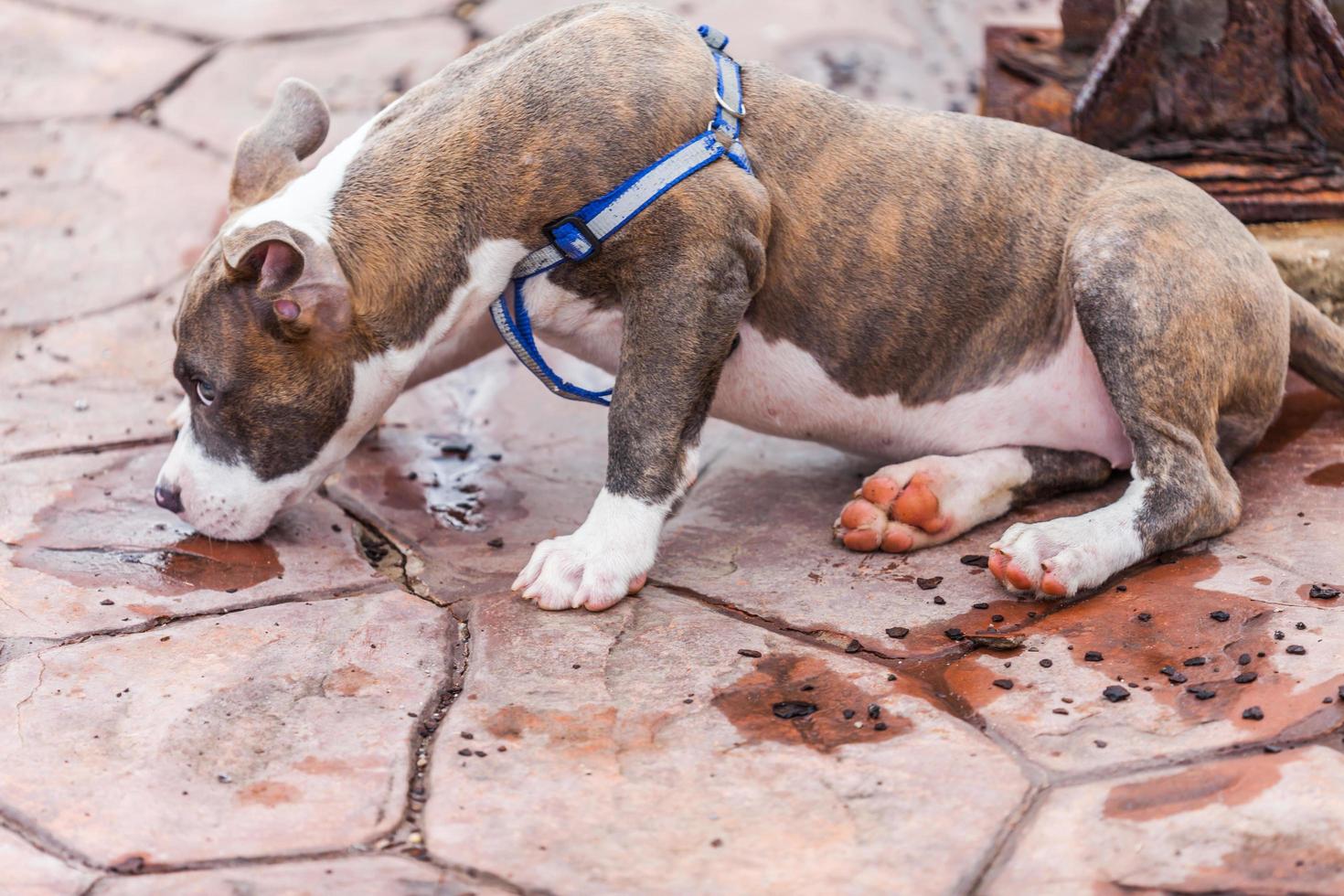 Cute Pit Bull dog laying photo