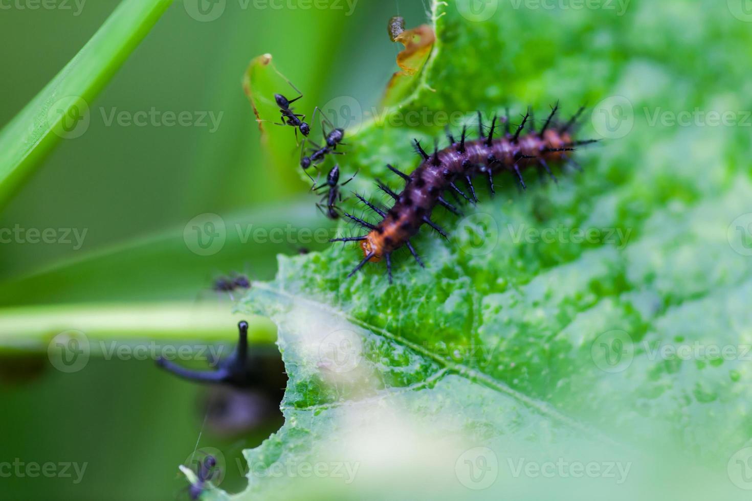 Black worms eating leaves photo