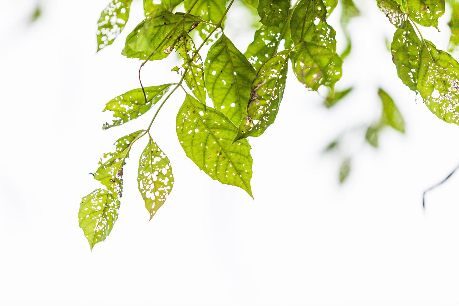 Leaf with holes, eaten by pests photo