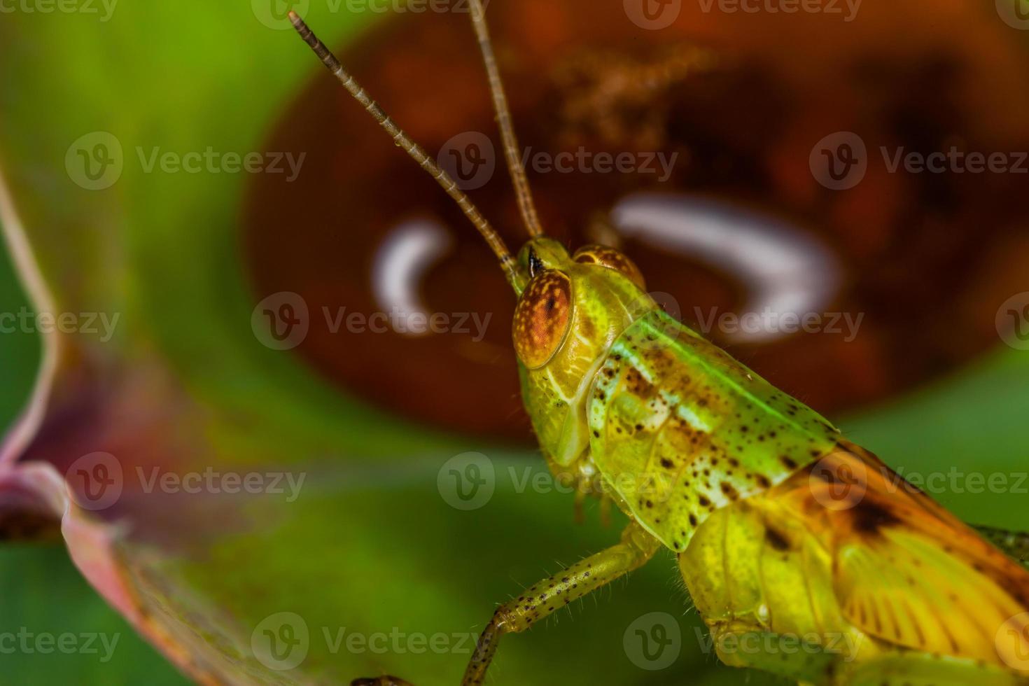 Macro of the grasshopper on leaf photo
