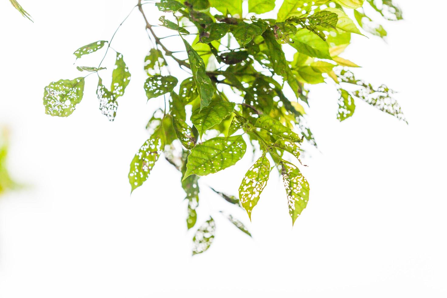 Leaf with holes, eaten by pests photo
