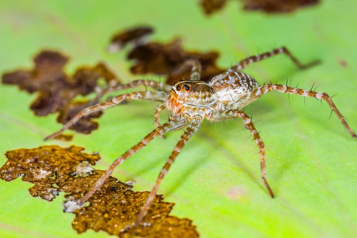 Spider perched on a lotus leaf photo