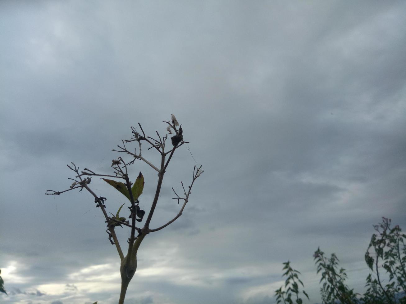 Silhouette of a tree branch on sky background photo