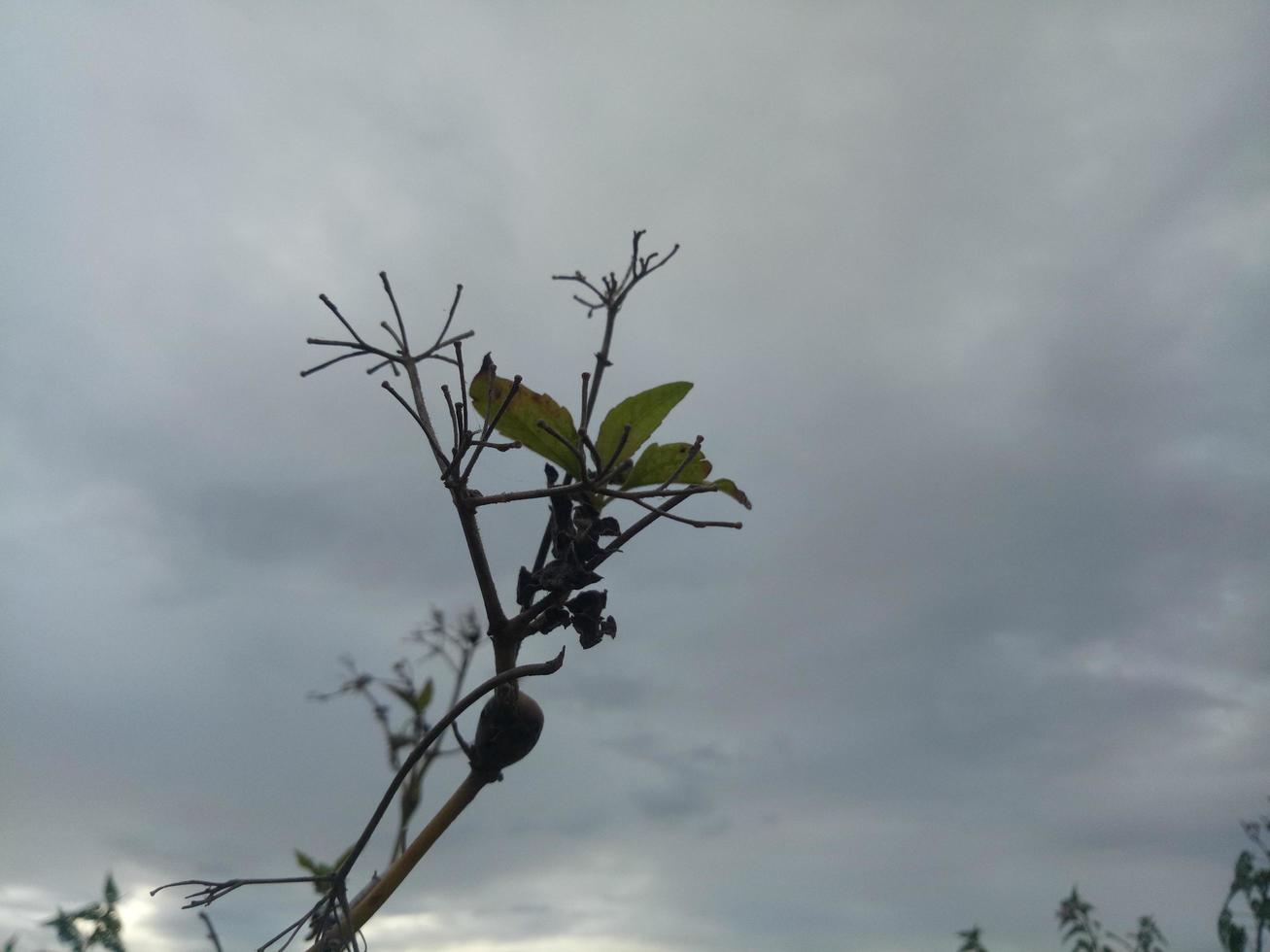 Silhouette of a tree branch on sky background photo