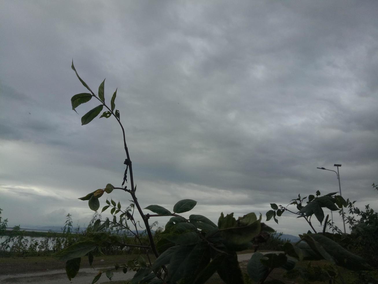 Silhouette of a tree branch on sky background photo