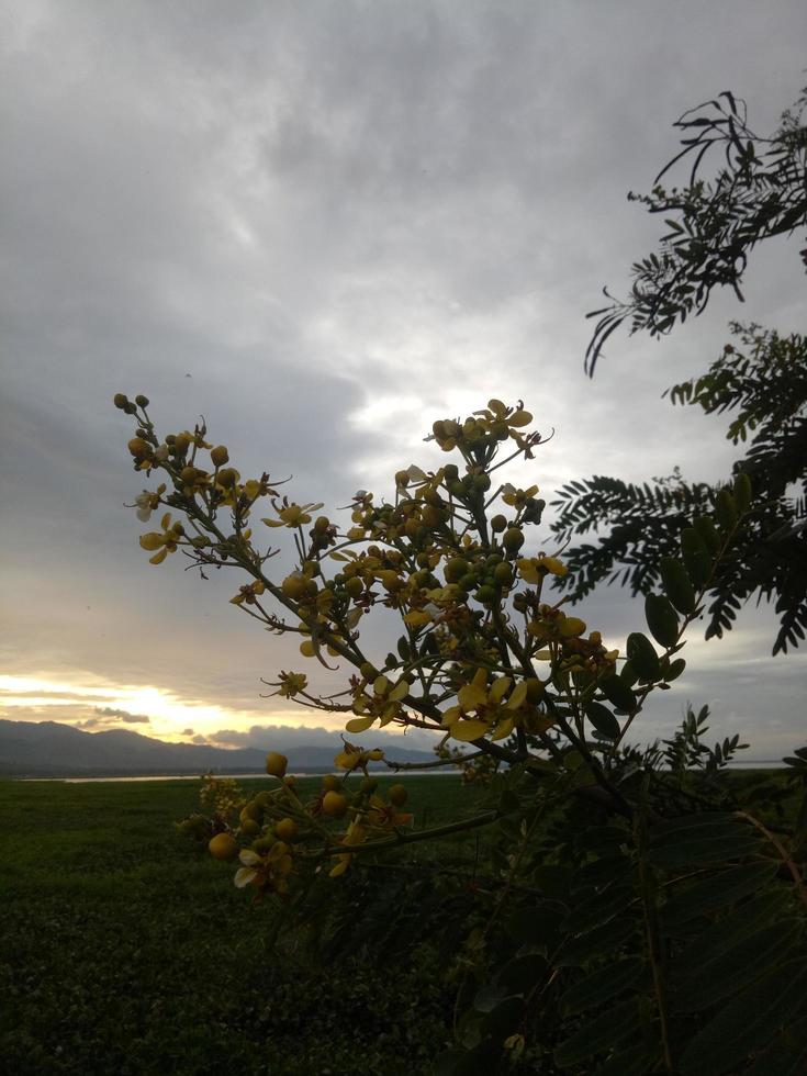 silueta de una rama de árbol en el fondo del cielo foto