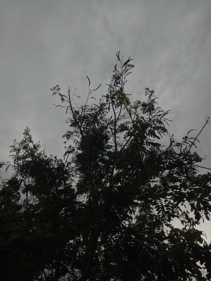 Silhouette of a tree branch on sky background photo