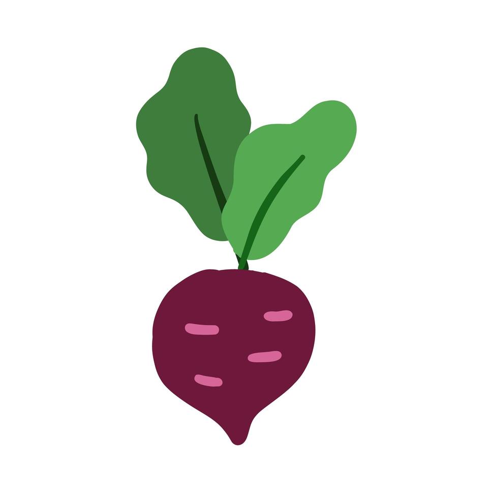 Beetroot isolated on white background. Vector illustration