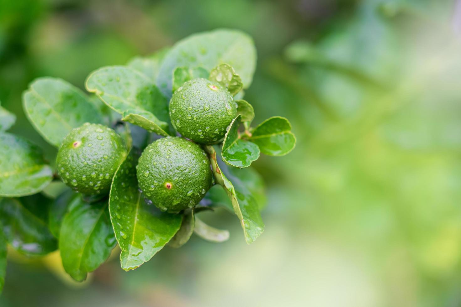 Close-up green limes hanging on a tree that gets wet after rain on the farm. photo