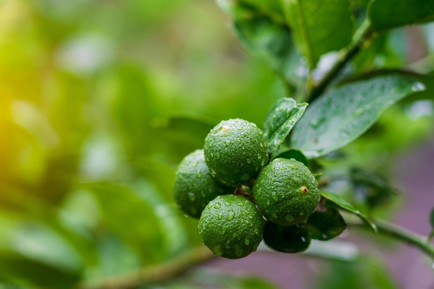 Close-up green limes hanging on a tree that gets wet after rain on the farm. photo