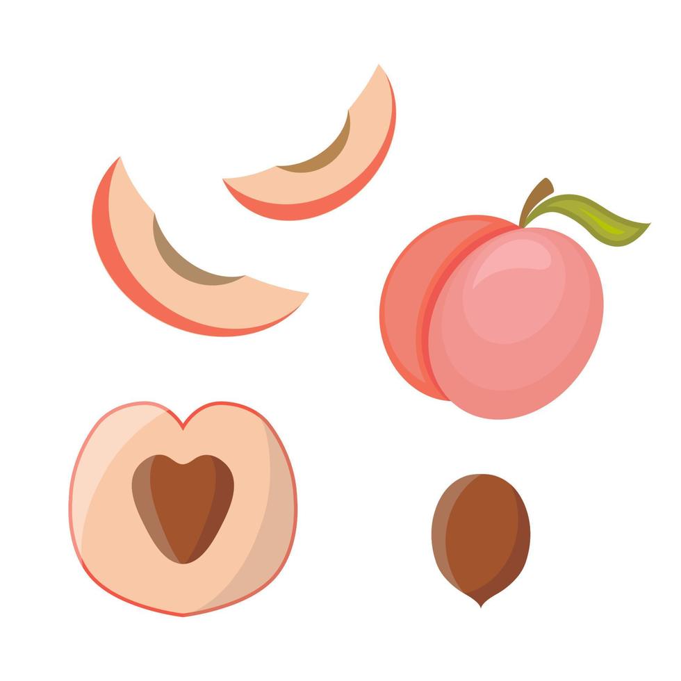 Illustration of peach in flat style. Delicious slices, juicy fresh fruit, summer time vector