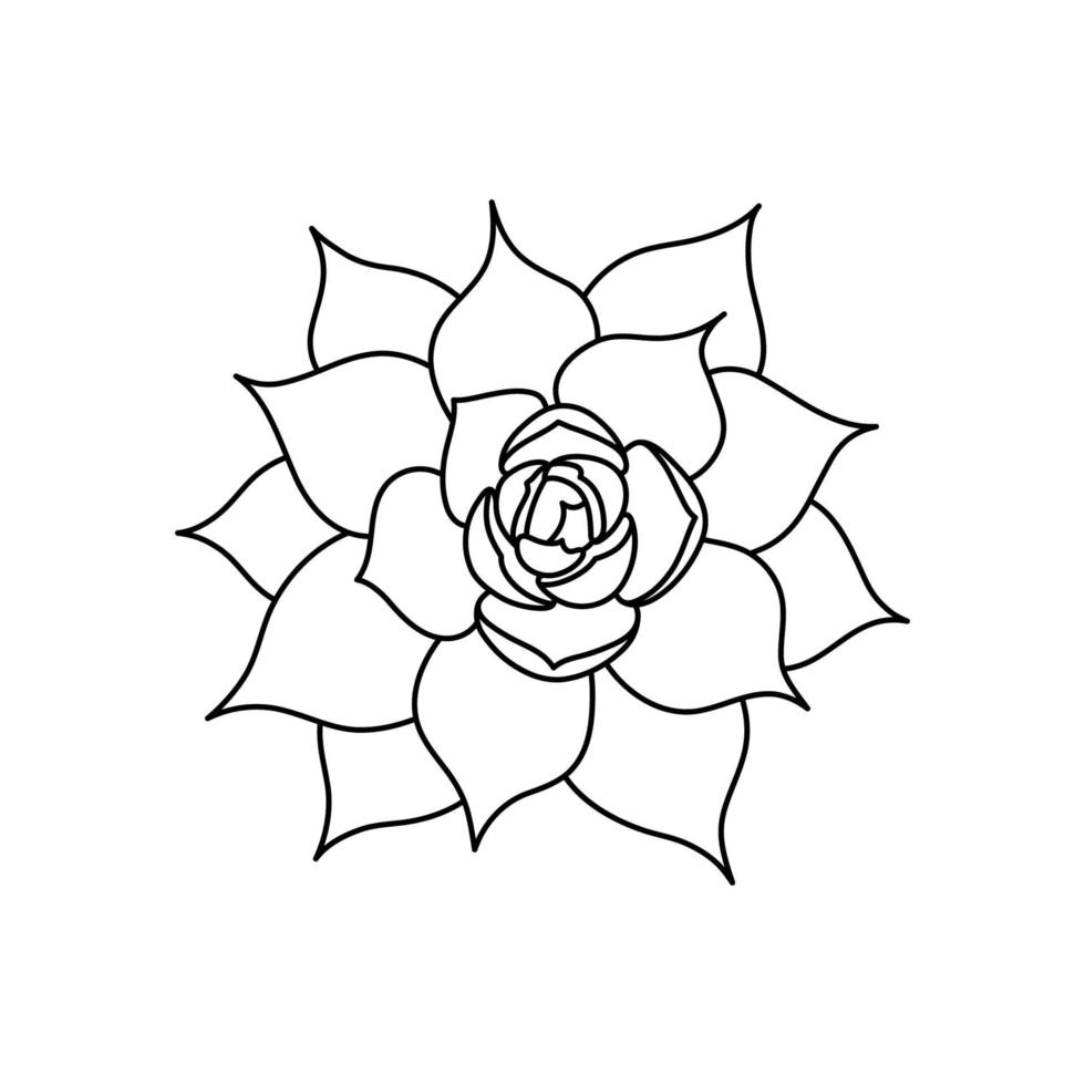 Succulent echeveria in doodle style, vector illustration. Desert flower for print and design. Outline mexican plant, graphic isolated element on a white background. Housplant for decor interior