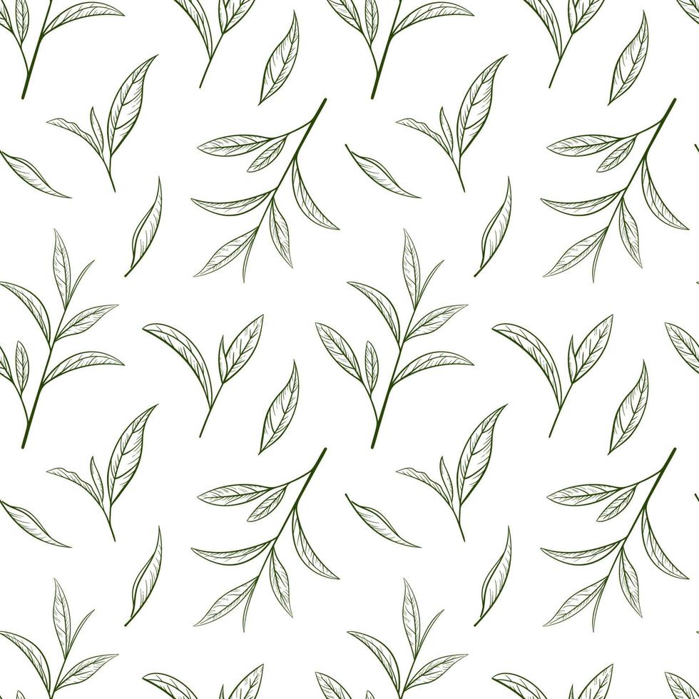 Seamless pattern green tea. Sketch leaf and plant in style hand drawn. Vector illustration, pattern on a white background. Vintage of line design herbal and organic food