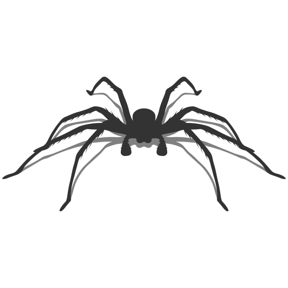 Spider Illustration with shadow. vector