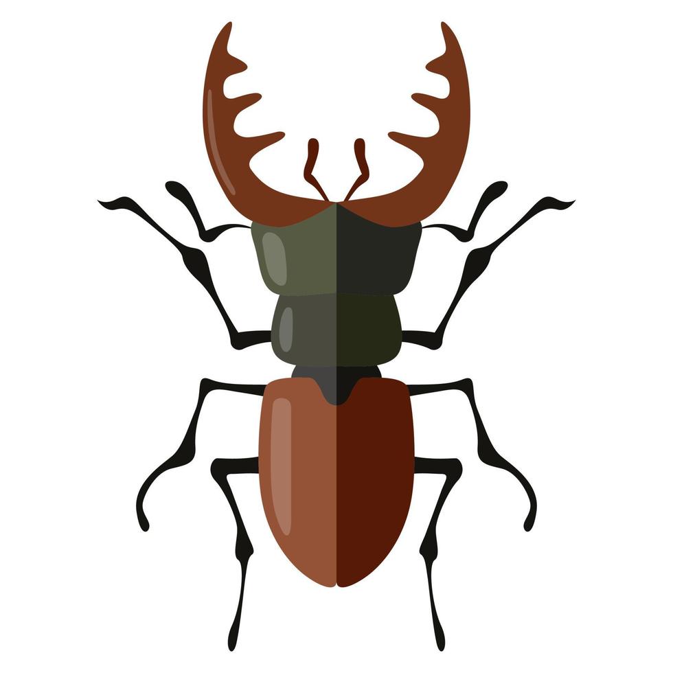 ilustración de escarabajo con vista dorsal. vector