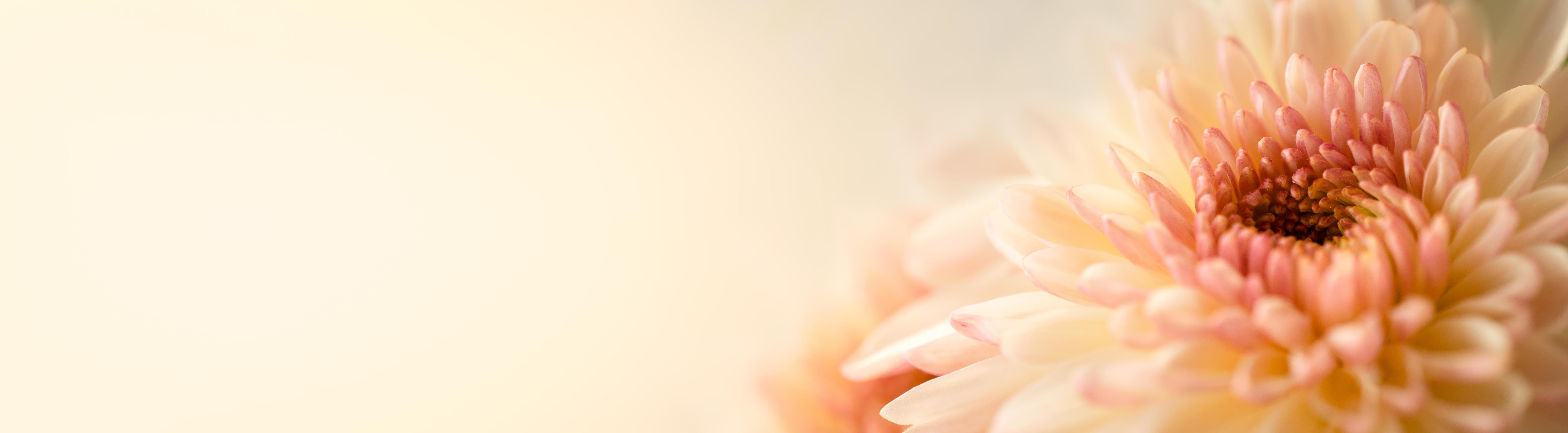 Cute Flower Facebook Covers