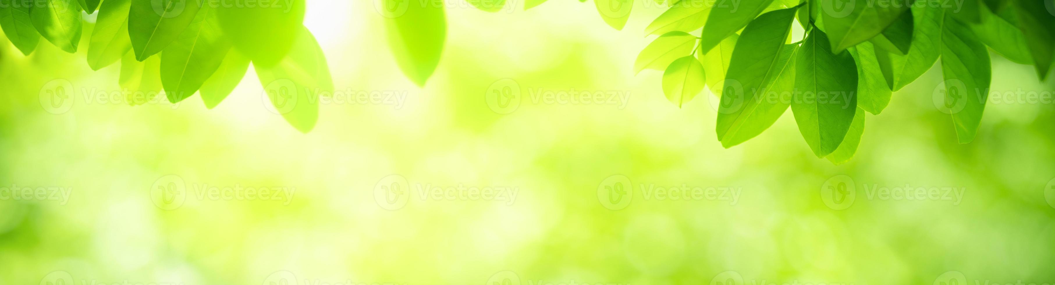 Nature of green leaf in garden at summer. Natural green leaves plants using as spring background cover page greenery environment ecology wallpaper photo
