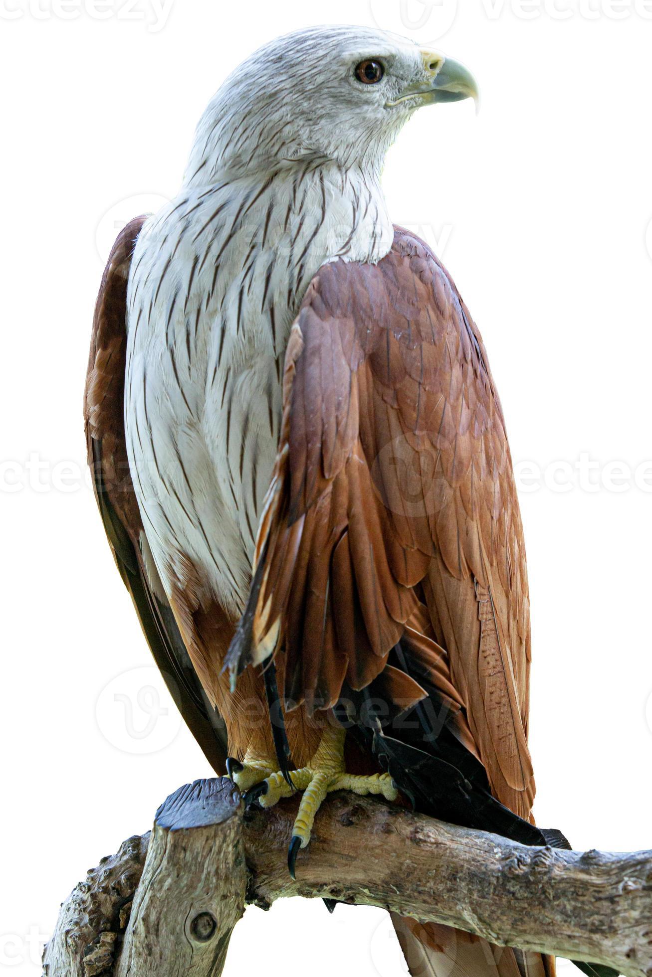 Brahminy Kite bird showing head Isolated on white background 6726476