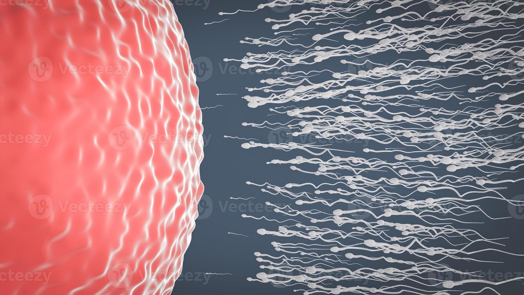The sperm is directed towards the egg. To do human mating. egg and a sperm. 3D Rendering photo