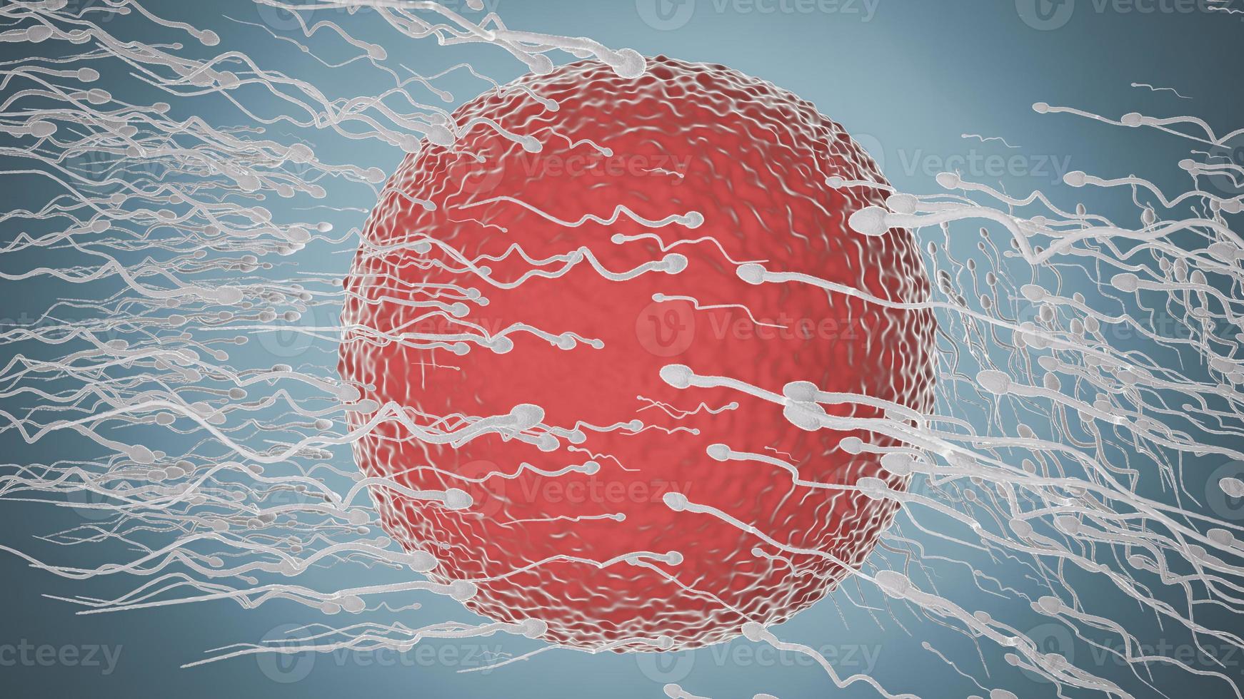 The sperm is directed towards the egg. To do human mating. egg and a sperm. 3D Rendering photo