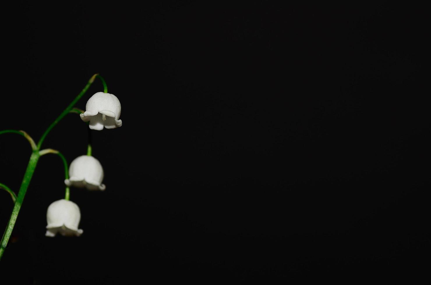 lily of the valley flowers black photo