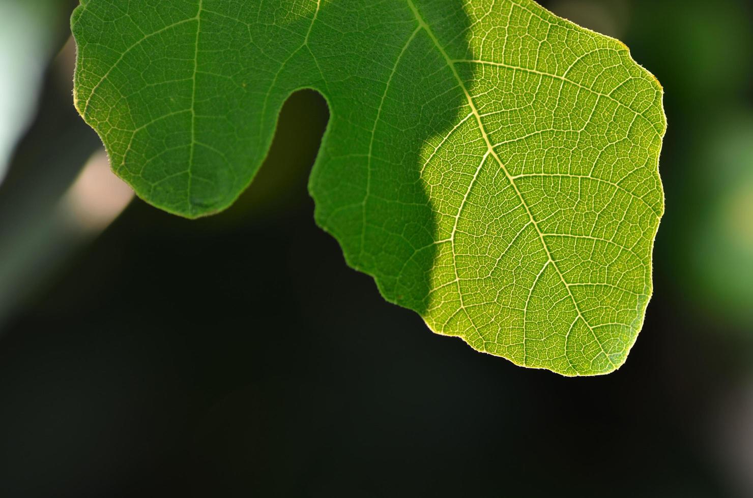 fig leaf detail view photo