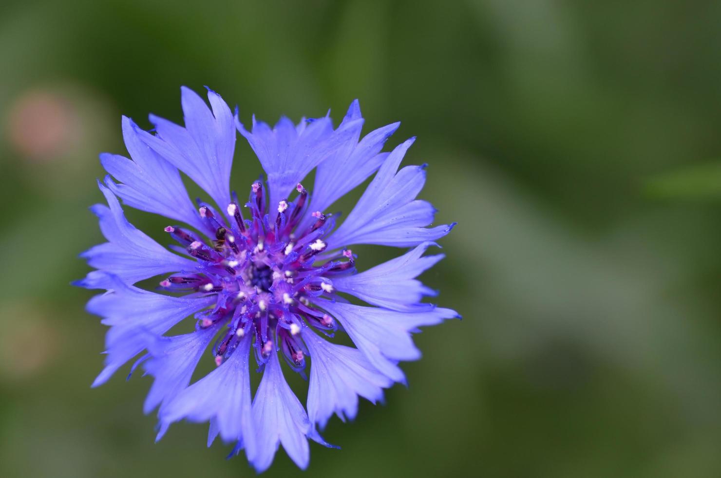 cornflower from above photo