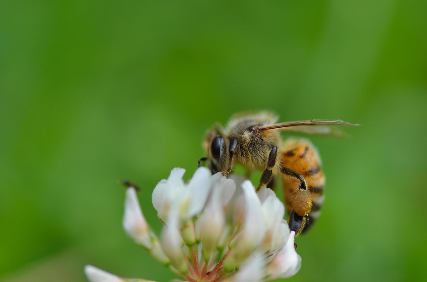 primer plano de abeja en una flor foto