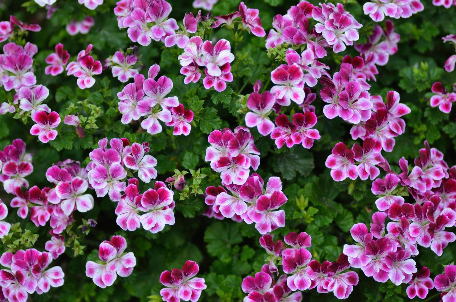 many pink white flowers photo