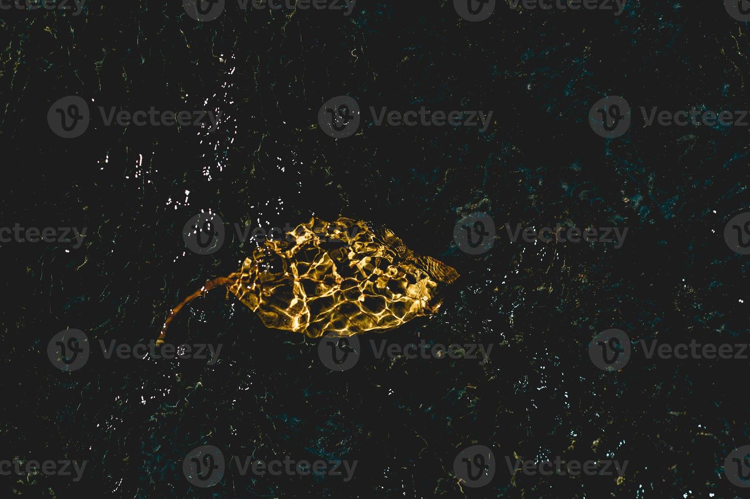 la imagen de hojas amarillas bajo el agua que fluye a través del concepto natural con espacio de copia foto