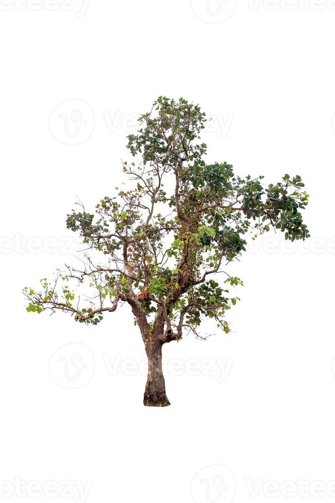 Beautiful tree on a white background Natural concept photo