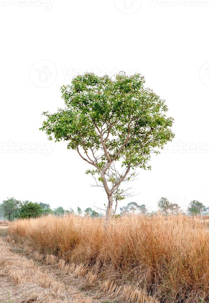 Beautiful tree on a white background Natural concept photo