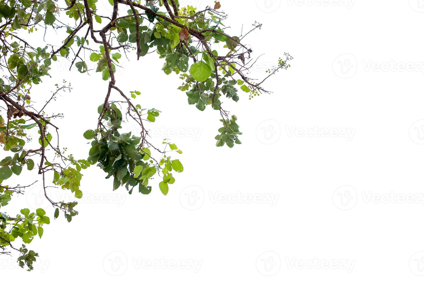 Beautiful tree on a white background Natural concept photo