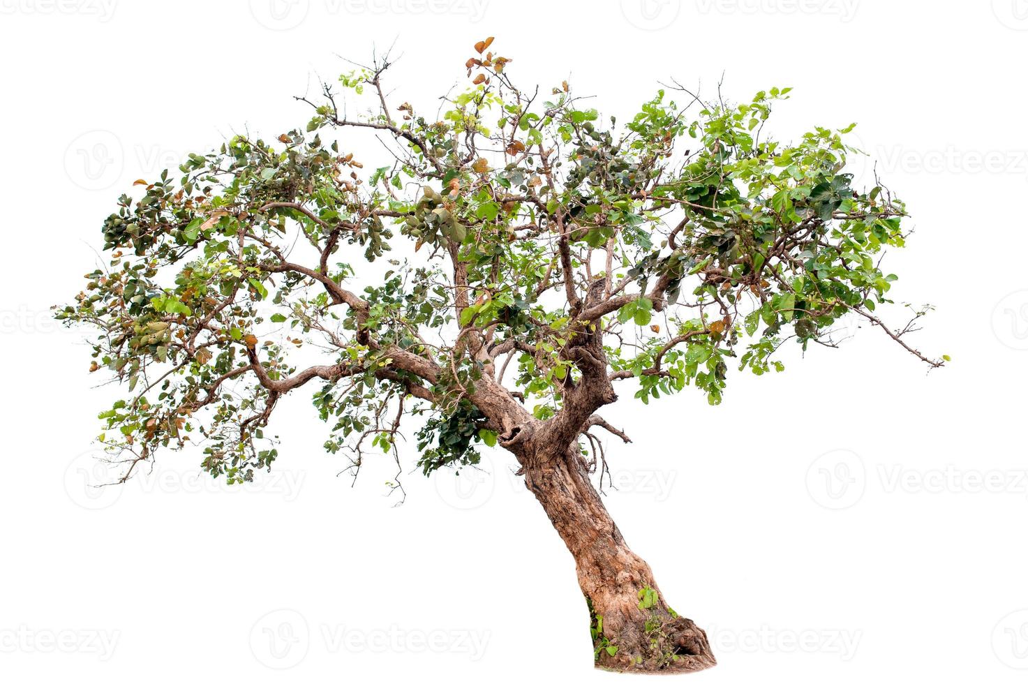 Beautiful tree on a white background Natural concept photo