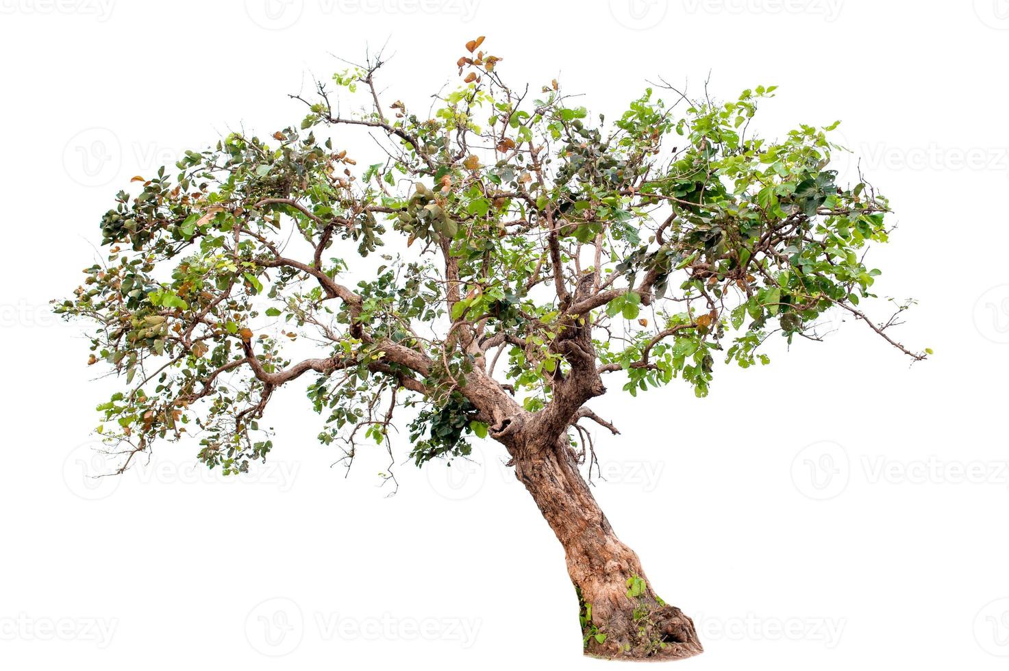 Beautiful tree on a white background Natural concept photo