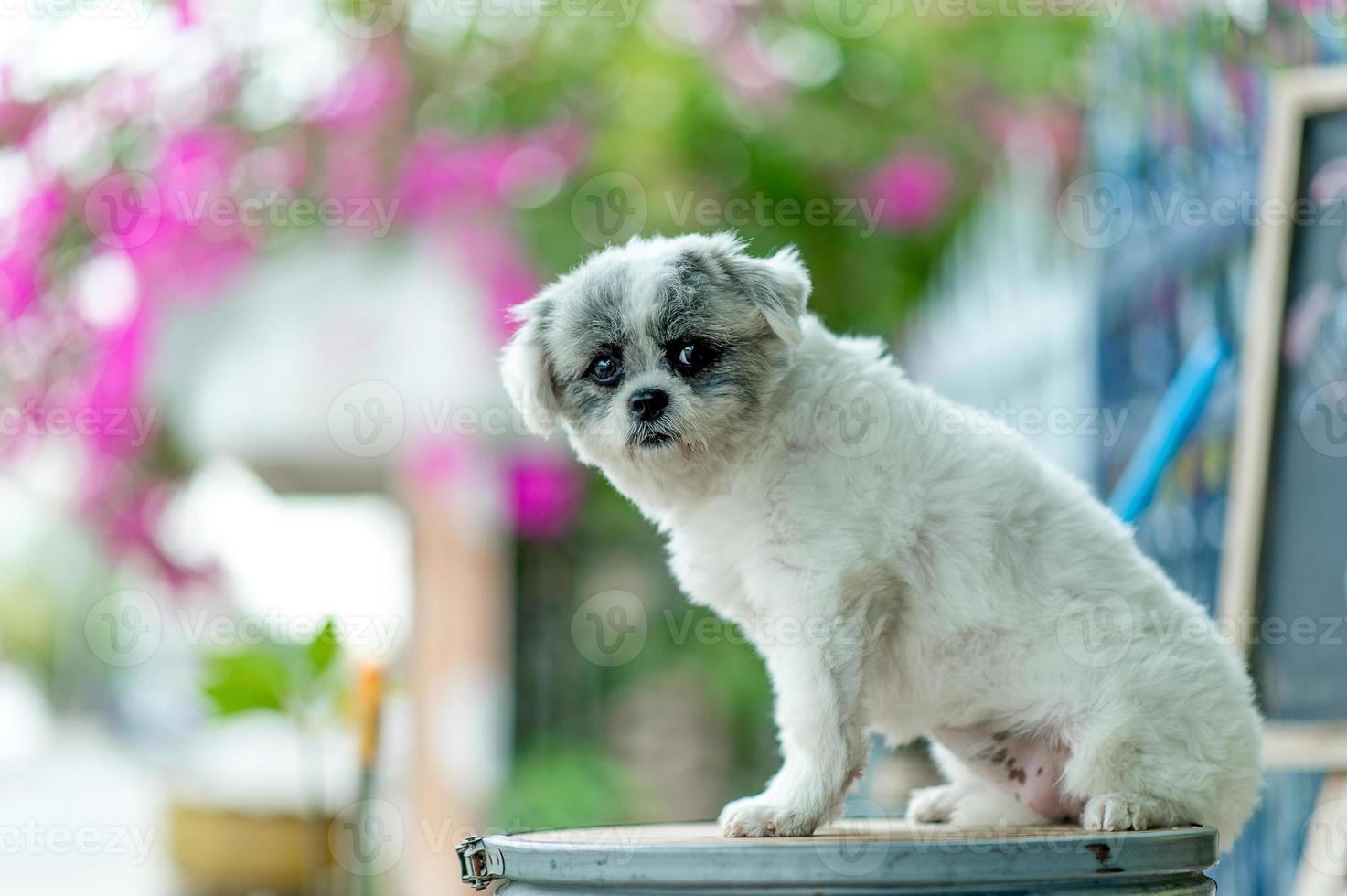 White dog picture, cute photo shoot, love dog concept