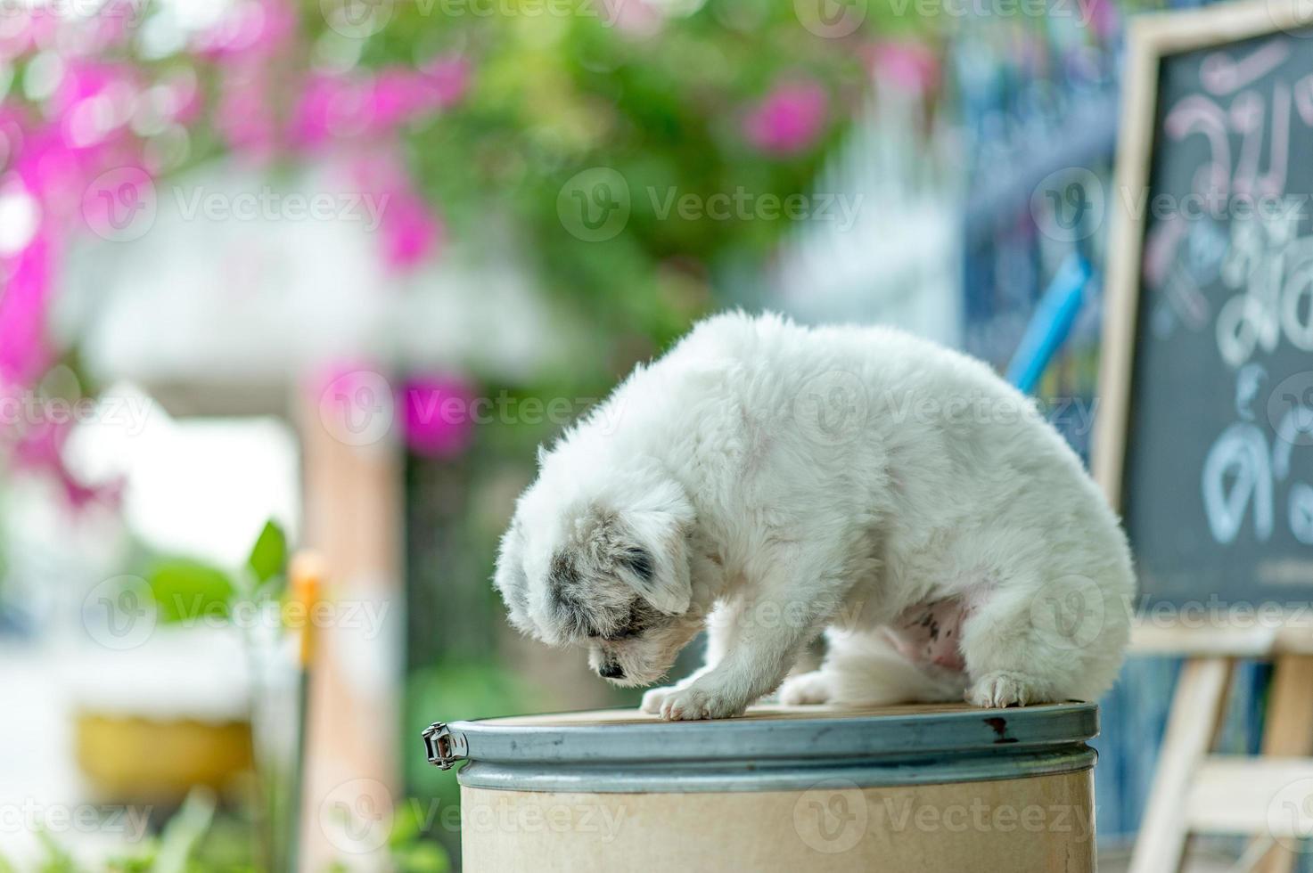 foto de perro blanco, linda sesión de fotos, concepto de perro de amor