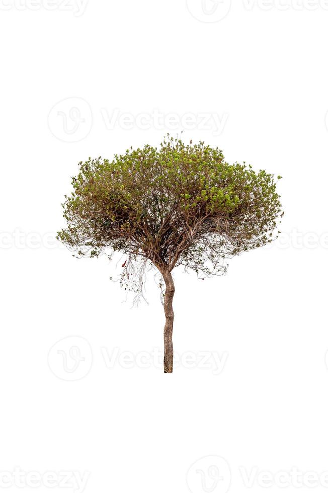 Beautiful tree on a white background Natural concept photo