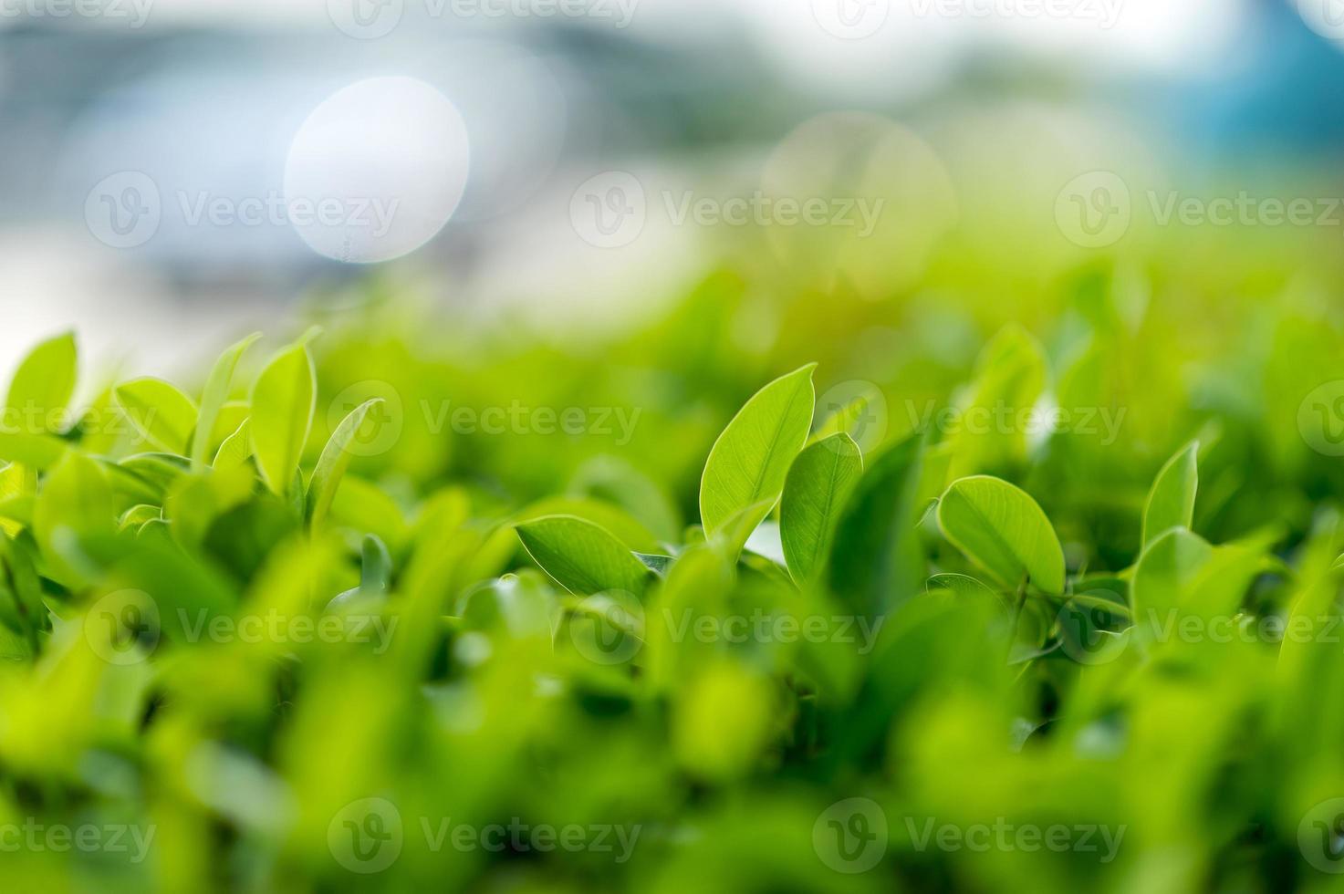 Top green tea leaves of soft tea leaves Nature travel ideas With copy space photo